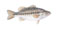 LMB