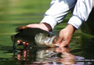 bass