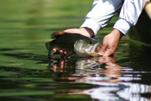 black bass